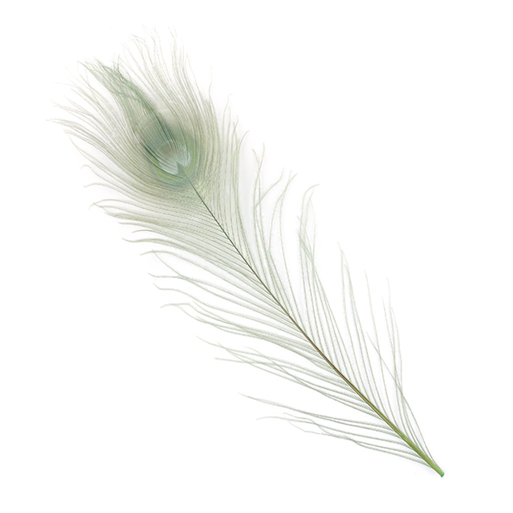 Peacock Tail Eyes Bleached and Dyed - 8-15” - 100 pc - Celedon