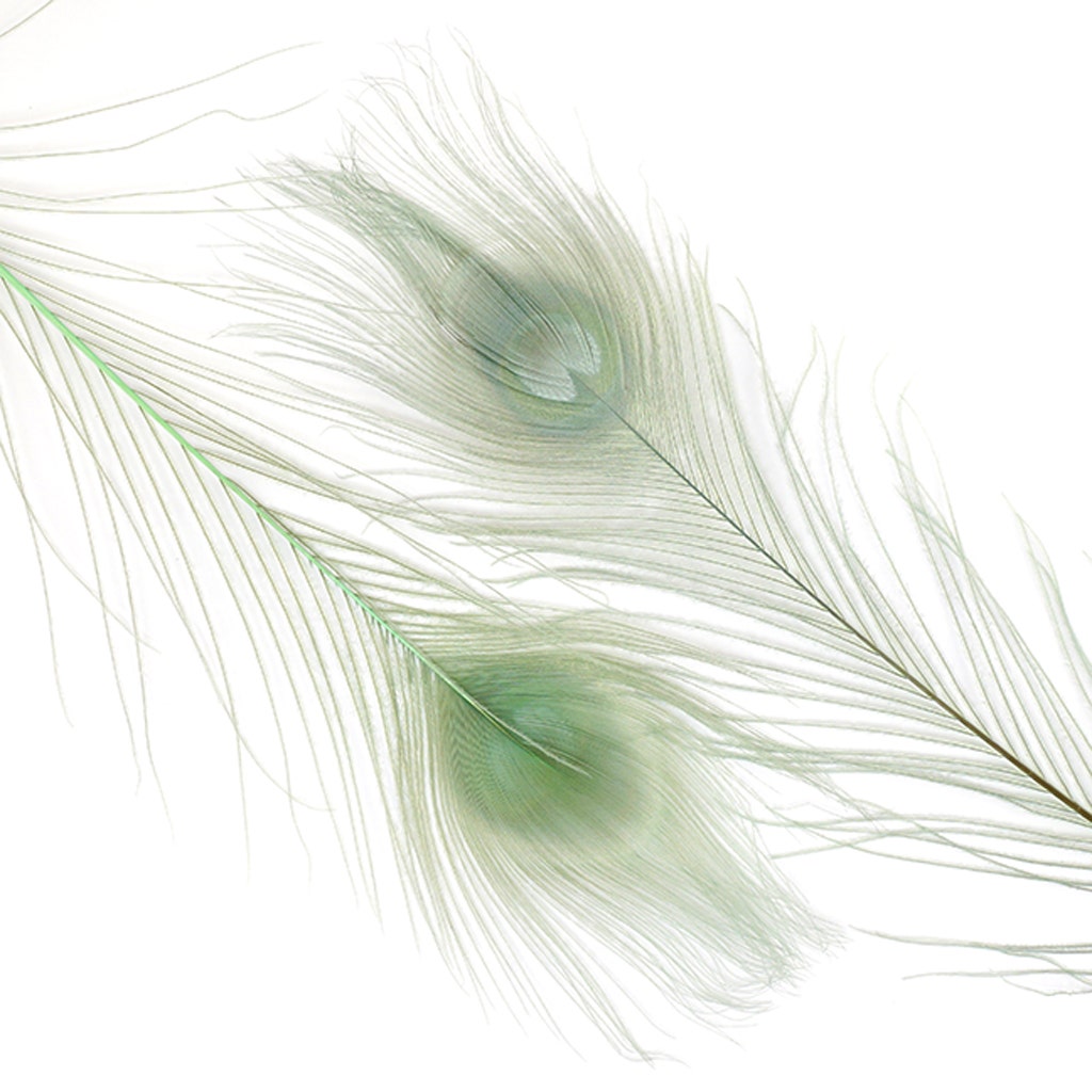 Peacock Tail Eyes Bleached and Dyed - 8-15” - 100 pc - Celedon