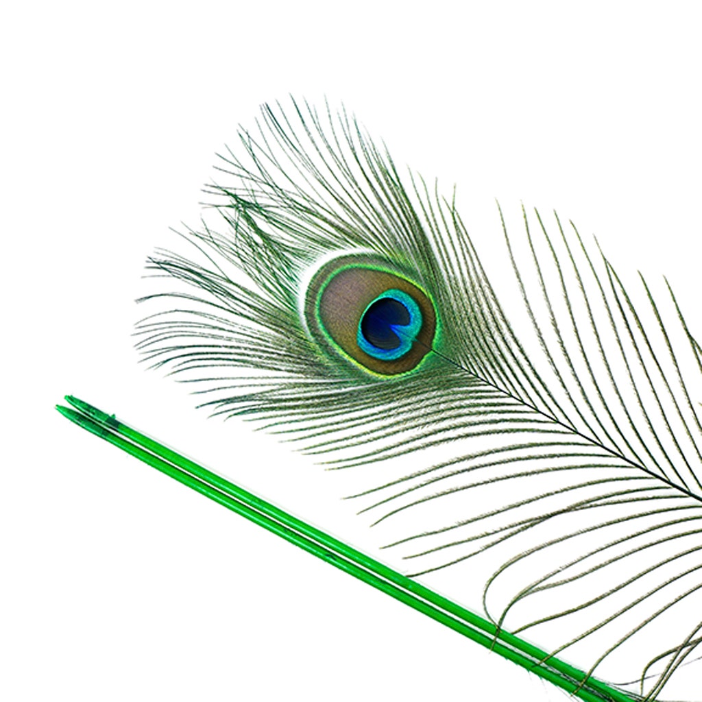 Peacock Tail Eyes Stem Dyed - 25-40 Inch - 100 PCS - Kelly