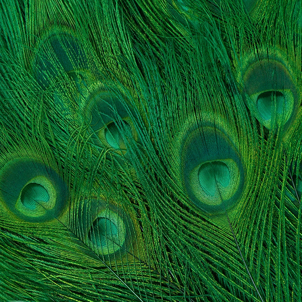 Peacock Tail Eyes Bleached Dyed - Kelly
