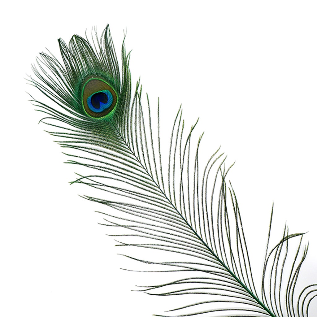 Peacock Feather Eyes Stem Dyed - 25-40 Inch - 10 PCS - Kelly
