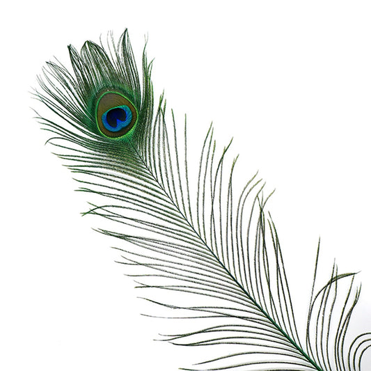Peacock Feather Eyes Stem Dyed - 25-40 Inch - 10 PCS - Kelly