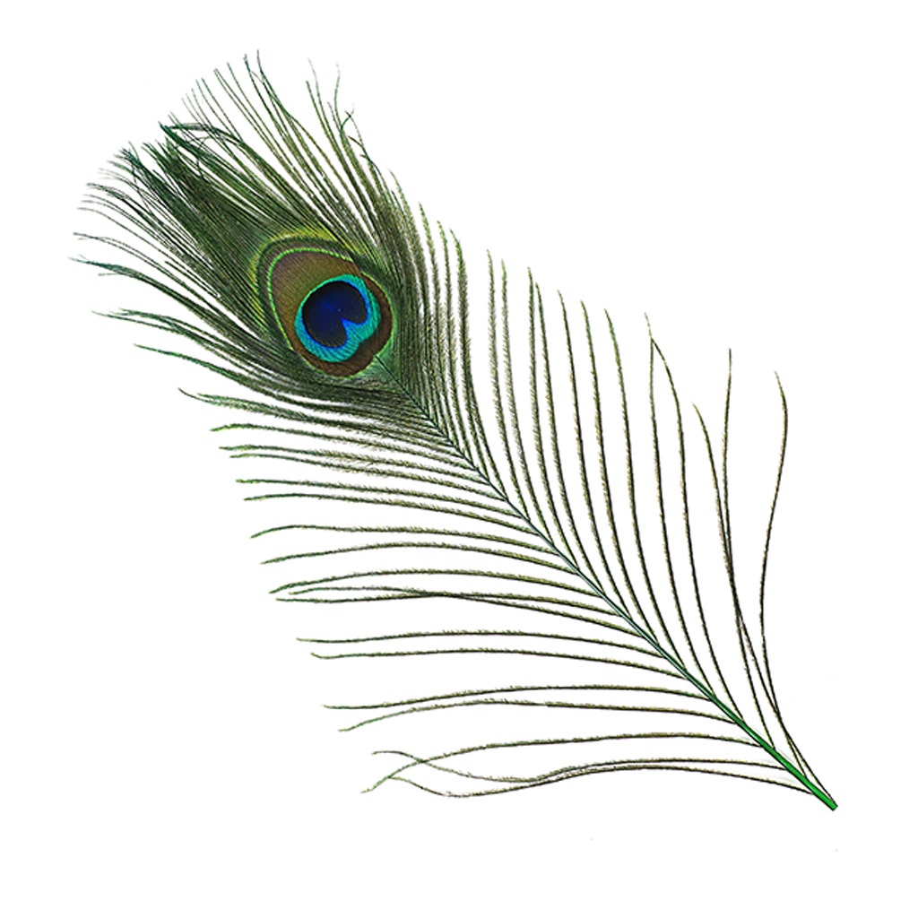 Bulk Peacock Eye Feathers (Full Eye) Stem Dyed - 100 pc - 8-15" - Kelly