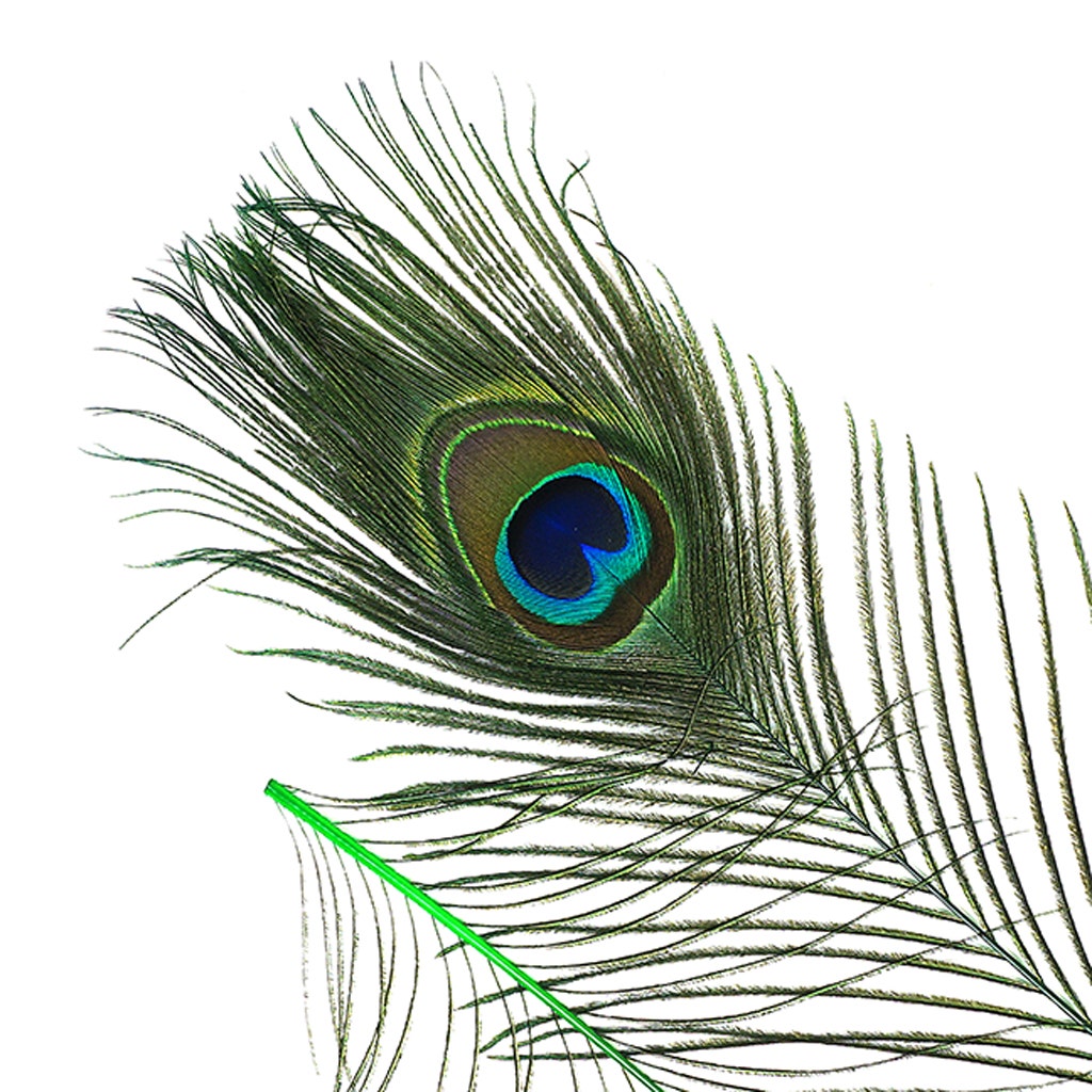 Bulk Peacock Eye Feathers (Full Eye) Stem Dyed - 100 pc - 8-15" - Kelly