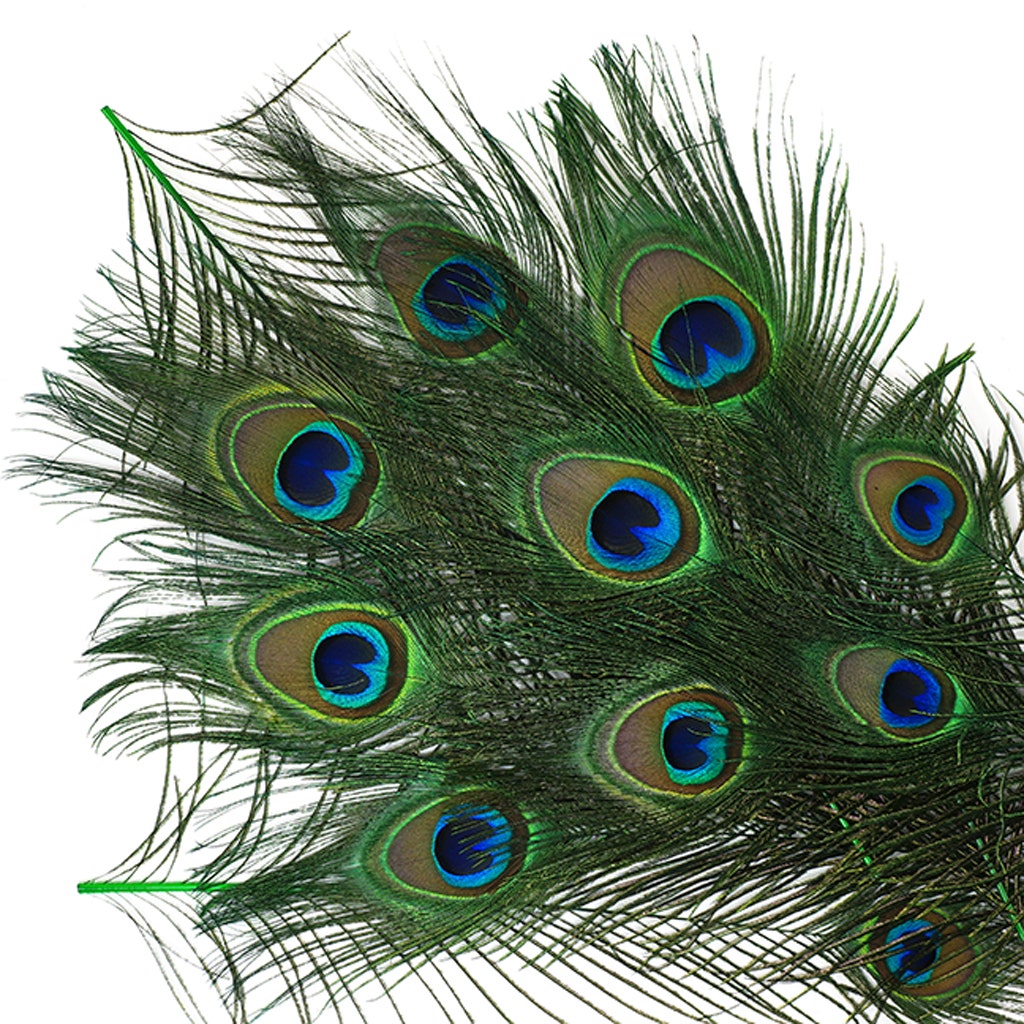 Bulk Peacock Eye Feathers (Full Eye) Stem Dyed - 100 pc - 8-15" - Kelly