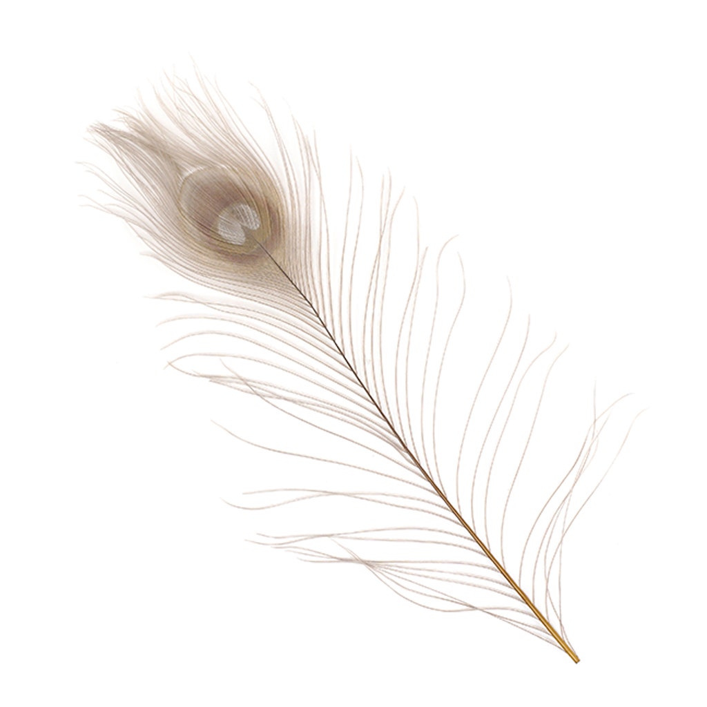 Peacock Tail Eyes Bleached and Dyed - 8-15” - 100 pc - Iris