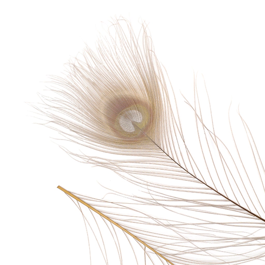 Peacock Tail Eyes Bleached and Dyed - 8-15” - 100 pc - Iris