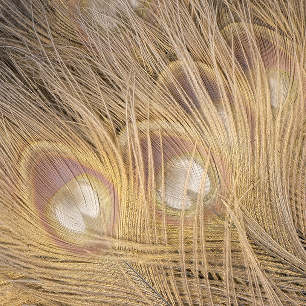 Peacock Eyes Bleached/Dyed - Iris 30-40" - 10 PC