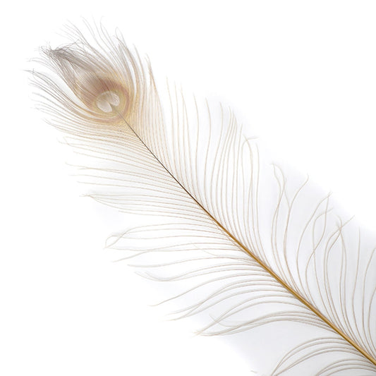 Peacock Eyes Bleached/Dyed - Iris 30-40" - 10 PC