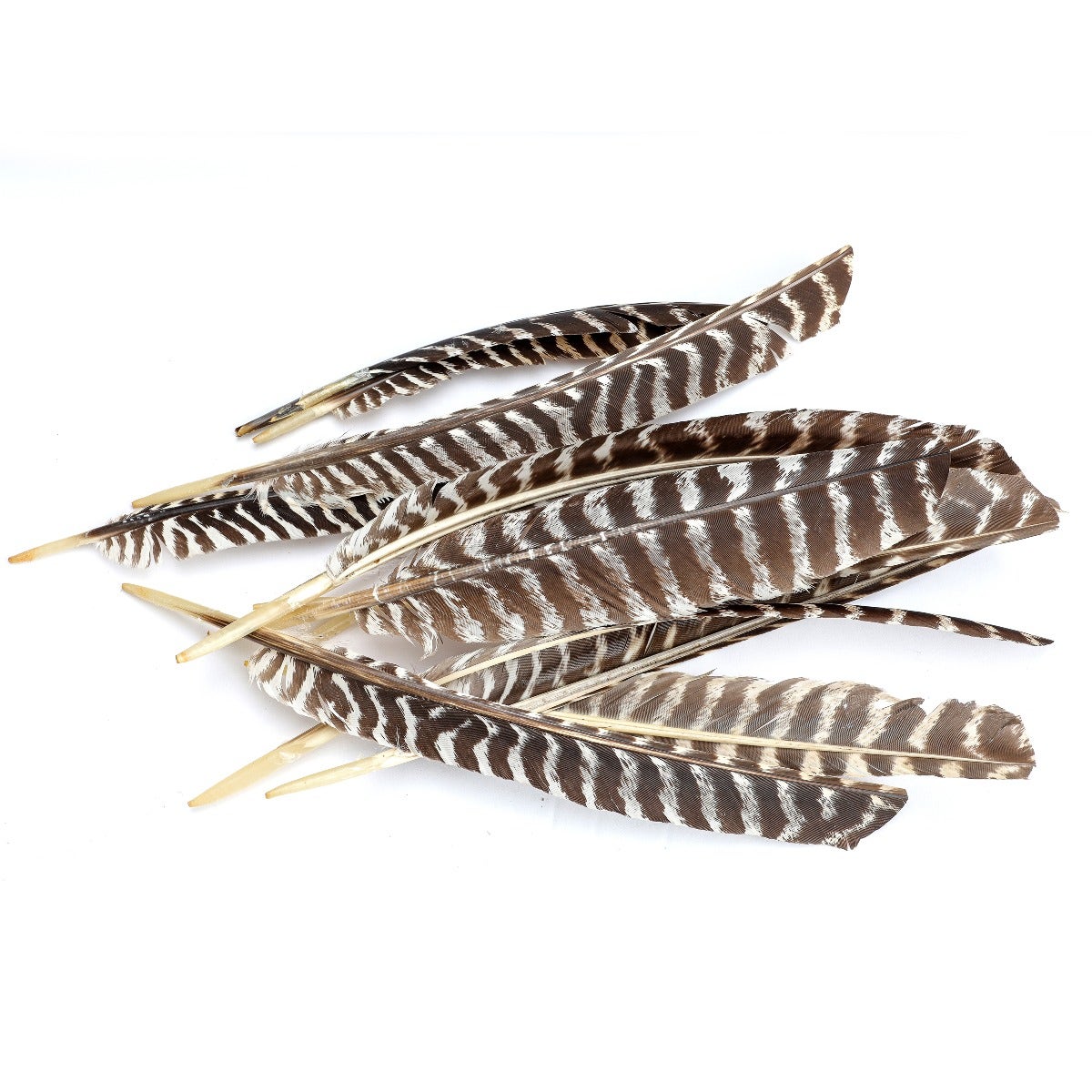 Barred Turkey Pointer Feathers - Right Wing - 12 PC - Natural