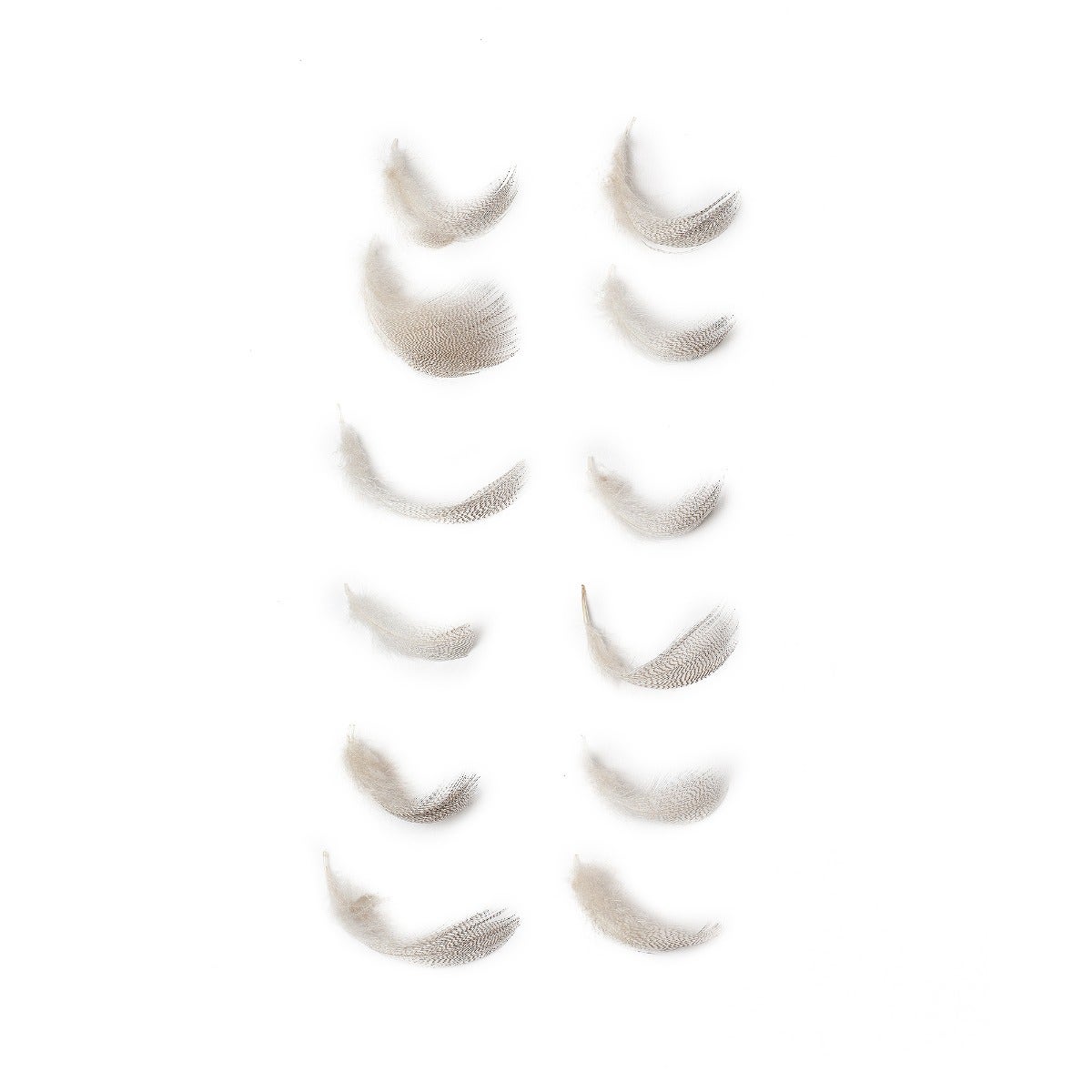Duck Plumage Mallard Feathers - Natural