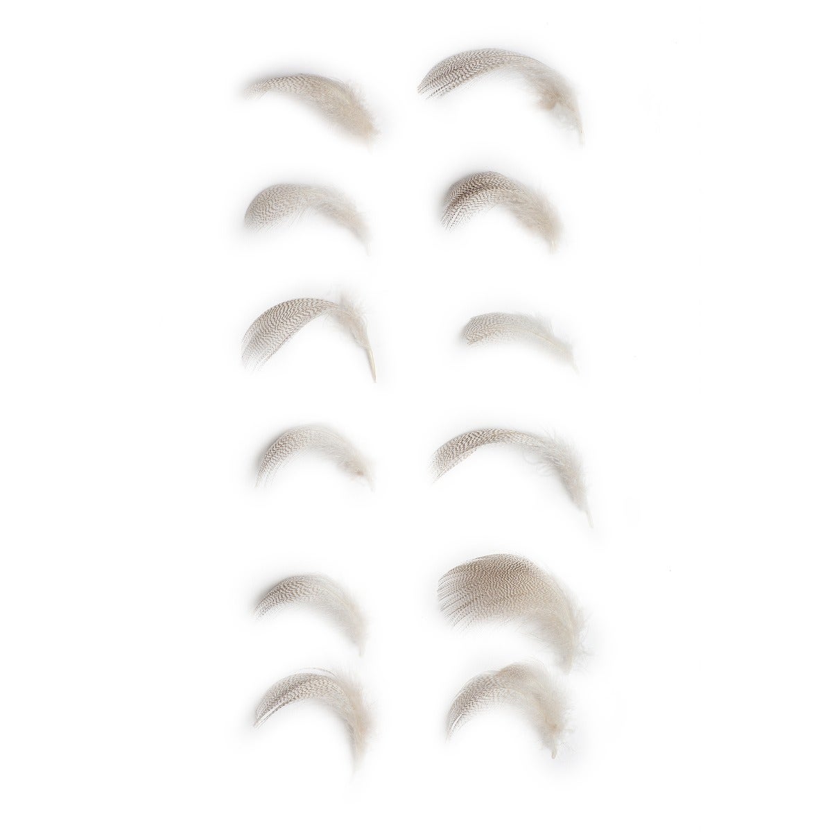 Duck Plumage Mallard Feathers - Natural