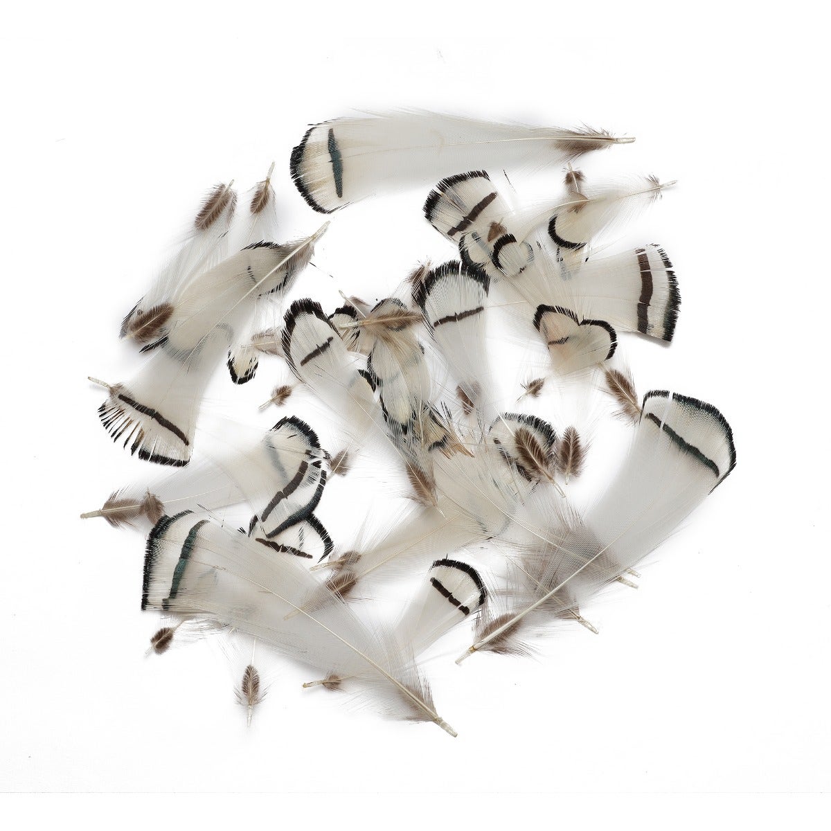 Pheasant Lady Amherst Crest Plumage 1-3.5" Natural