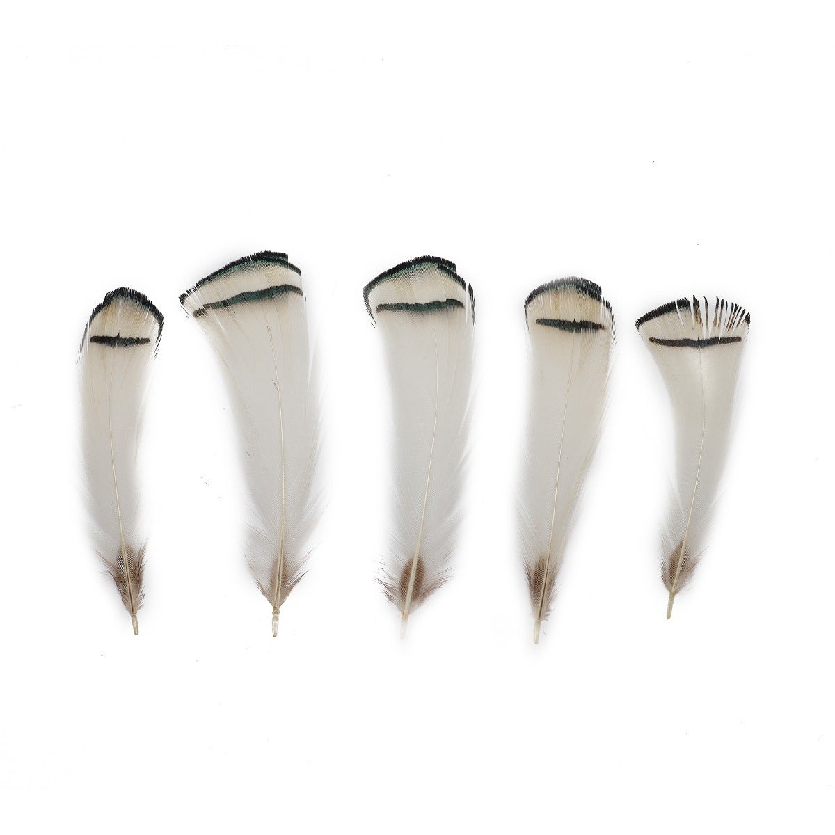 Pheasant Lady Amherst Crest Plumage 1-3.5" Natural