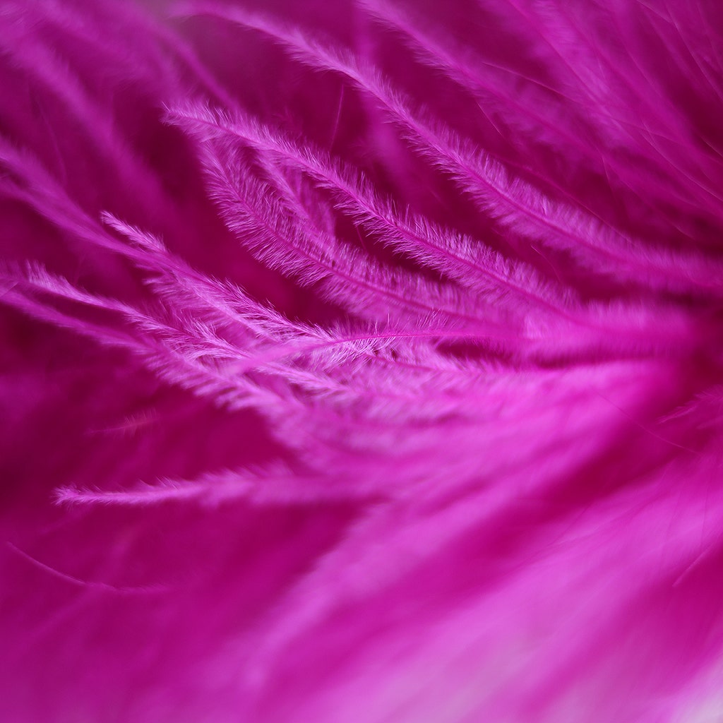 Very Berry Fuchsia 2 Ply Ostrich Feather Boa