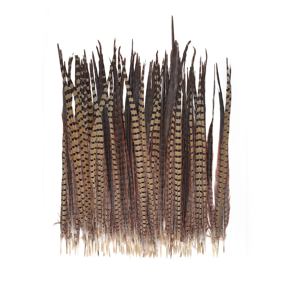 Ringneck Pheasant Tails - Natural - 20 - 24"  (100pcs)