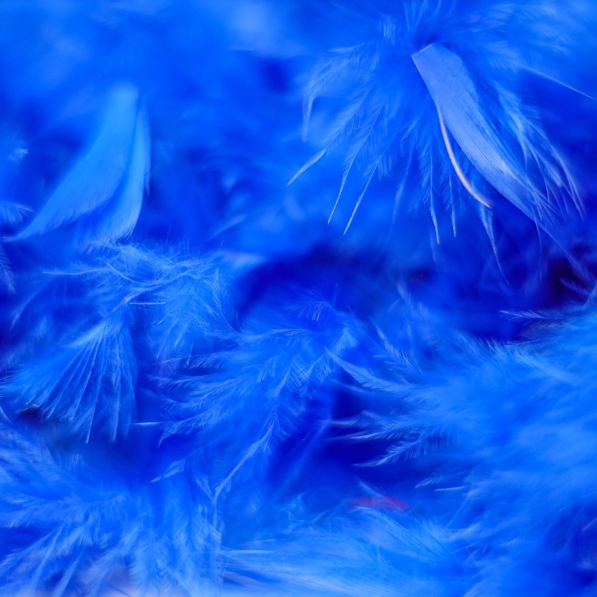 Chandelle Feather Boa - Heavyweight  - Royal