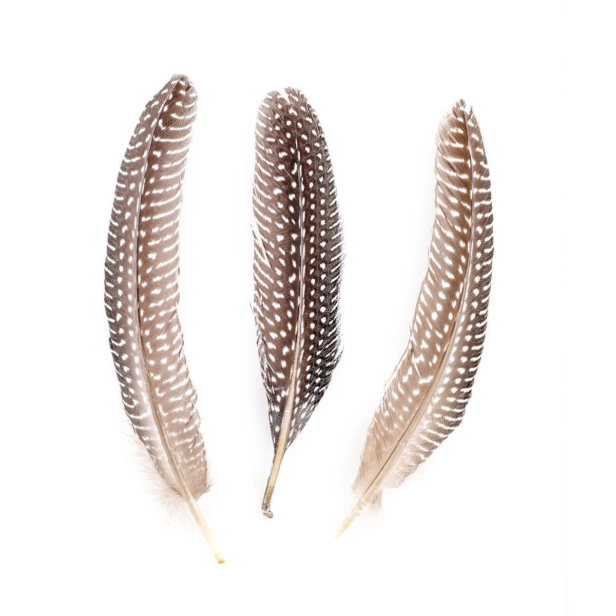 NATURAL GUINEA HEN ROUNDS 6-8" - 12 PC