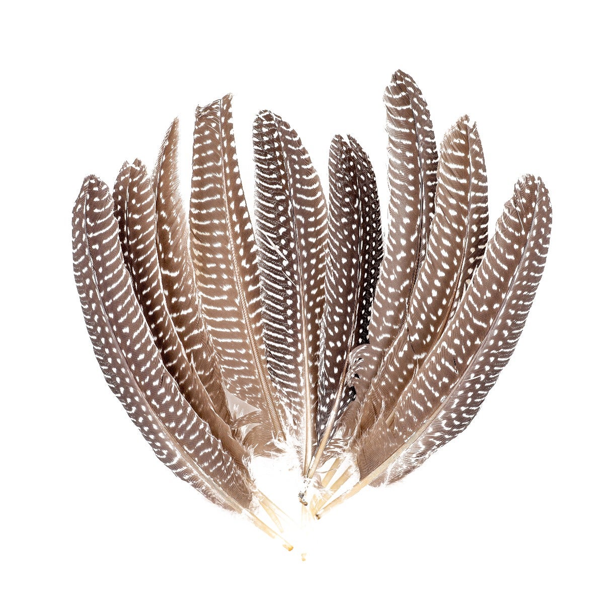 NATURAL GUINEA HEN ROUNDS 6-8" - 12 PC