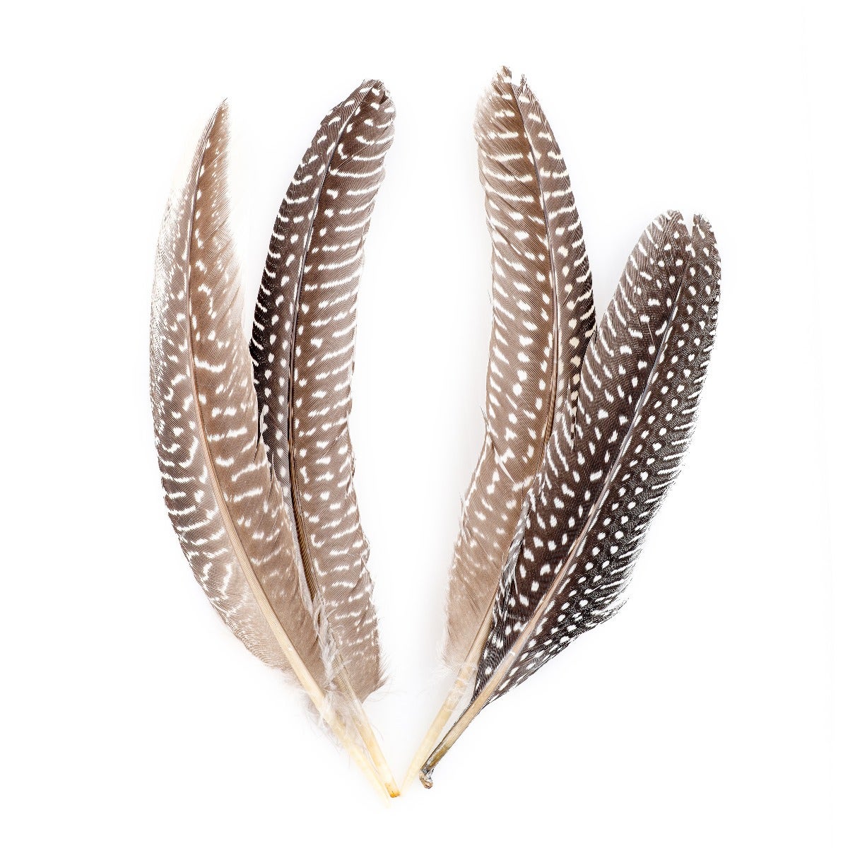 NATURAL GUINEA HEN ROUNDS 6-8" - 12 PC