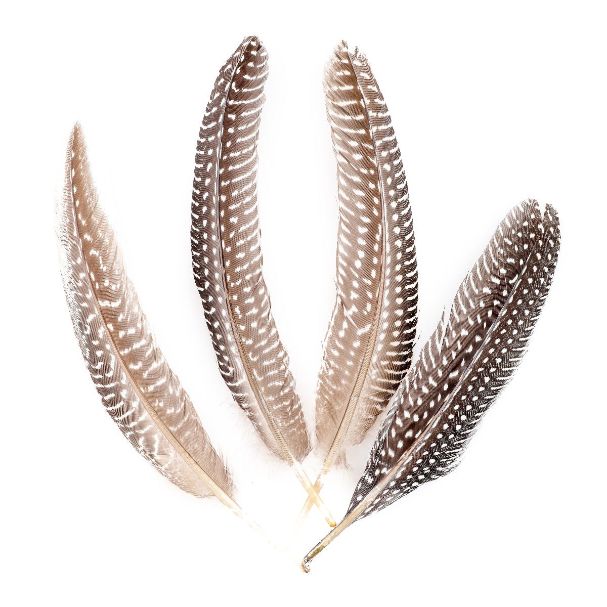 NATURAL GUINEA HEN ROUNDS 6-8" - 12 PC