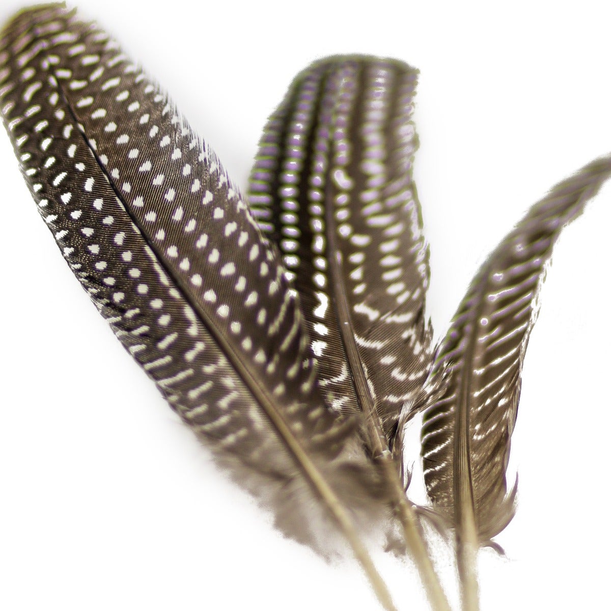 NATURAL GUINEA HEN ROUNDS 6-8" - 3 PC