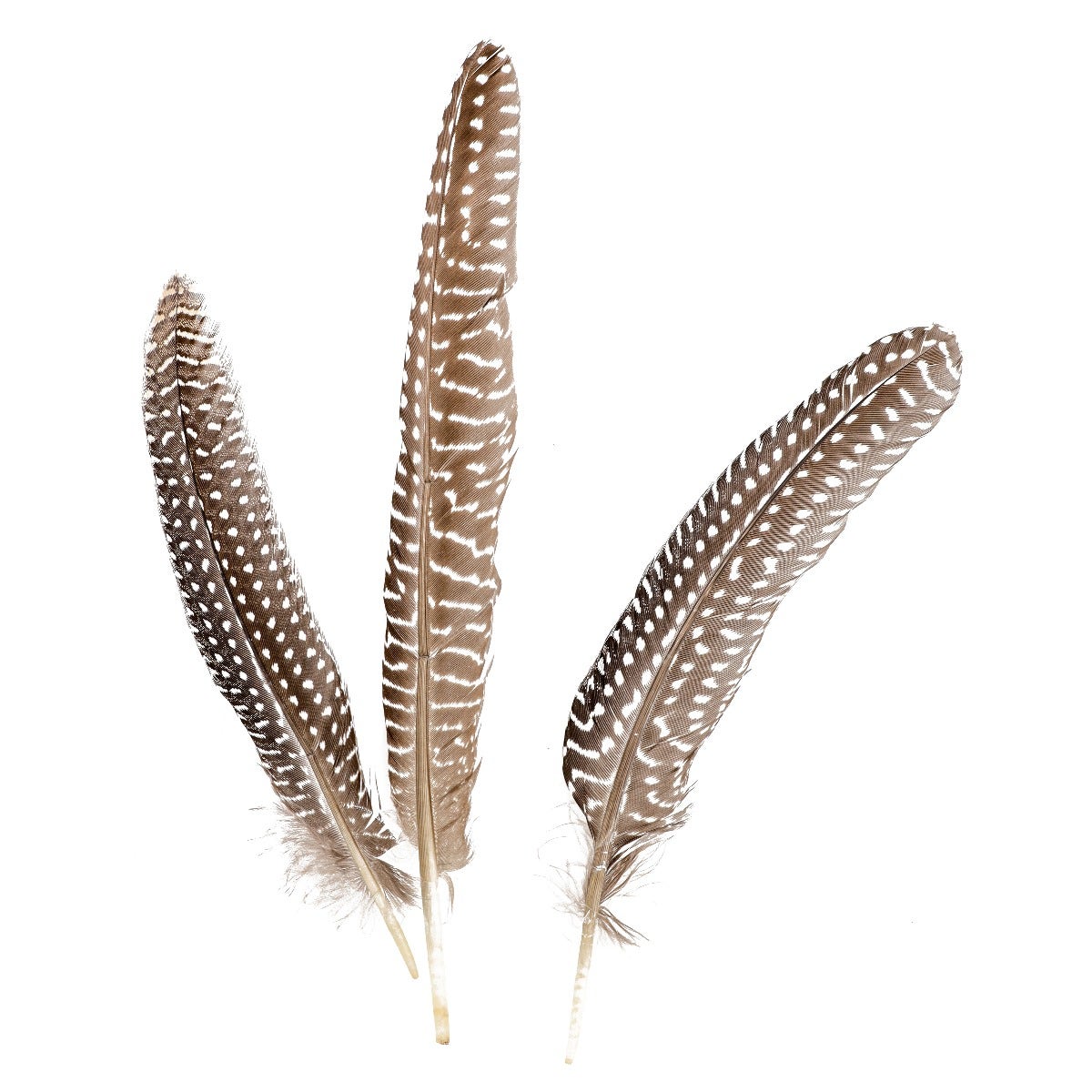 NATURAL GUINEA HEN ROUNDS 6-8" - 3 PC