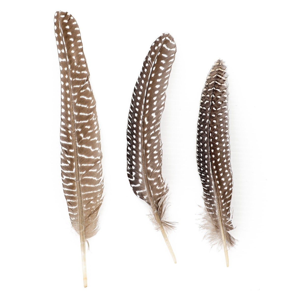 NATURAL GUINEA HEN ROUNDS 6-8" - 3 PC