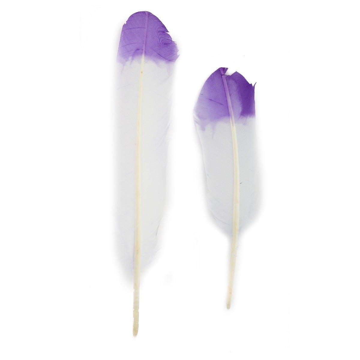 Turkey Quills Tipped - Violet/Regal