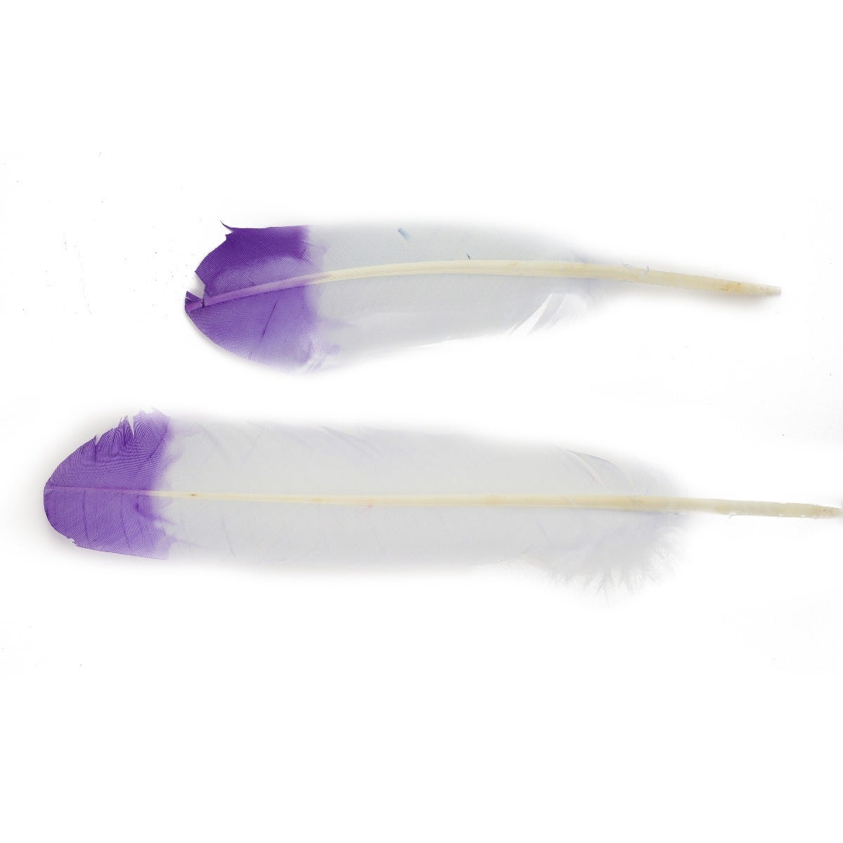 Turkey Quills Tipped - Violet/Regal
