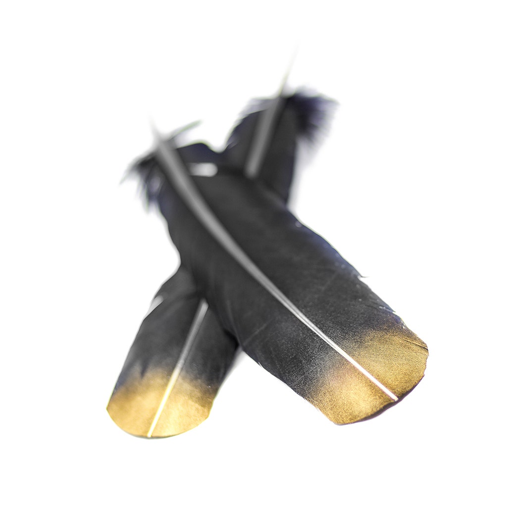 Turkey Quills Tipped Metallic - Black/Gold Lurex