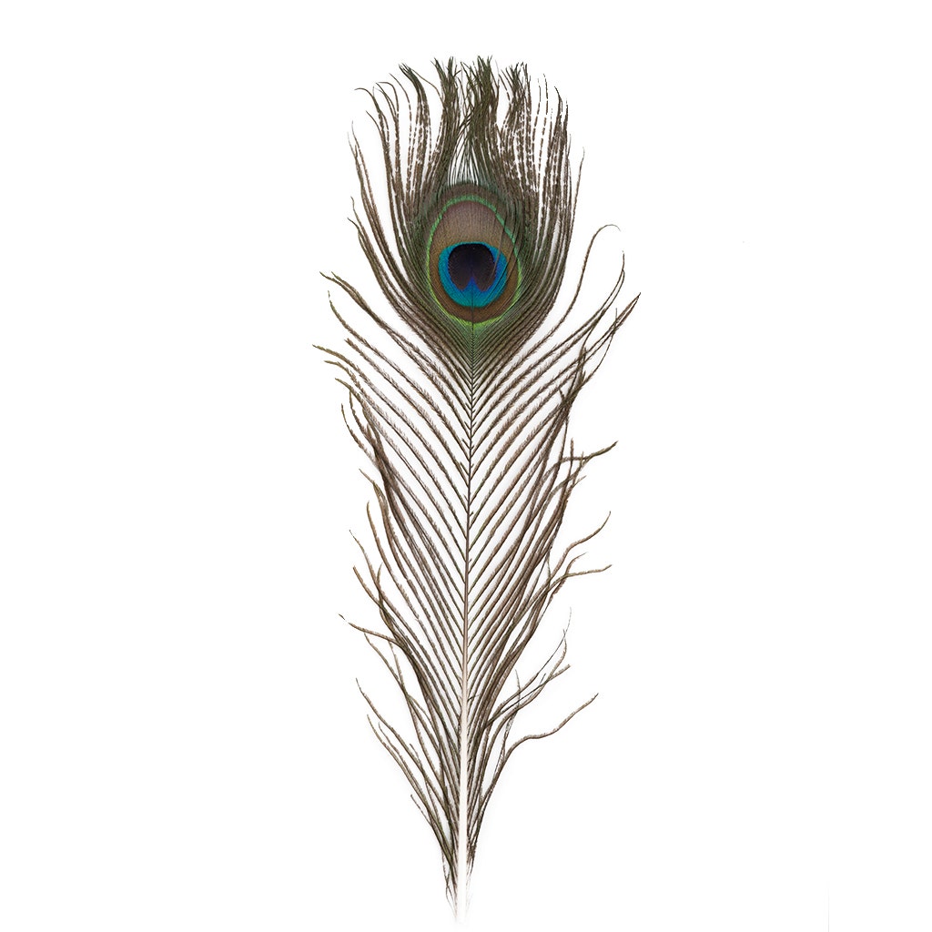 Peacock Feather Eyes Natural - 8-15"- 25pcs