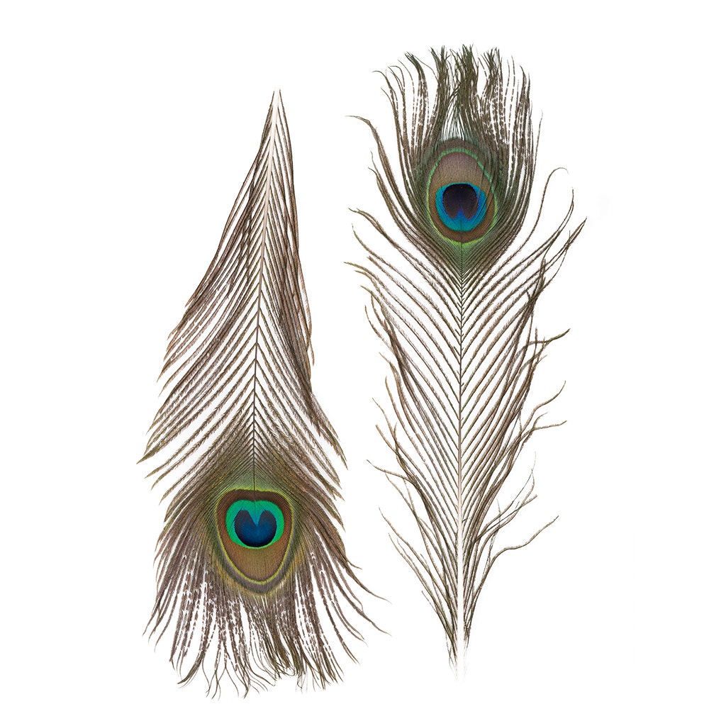 Peacock Feather Eyes Natural - 8-15"- 25pcs