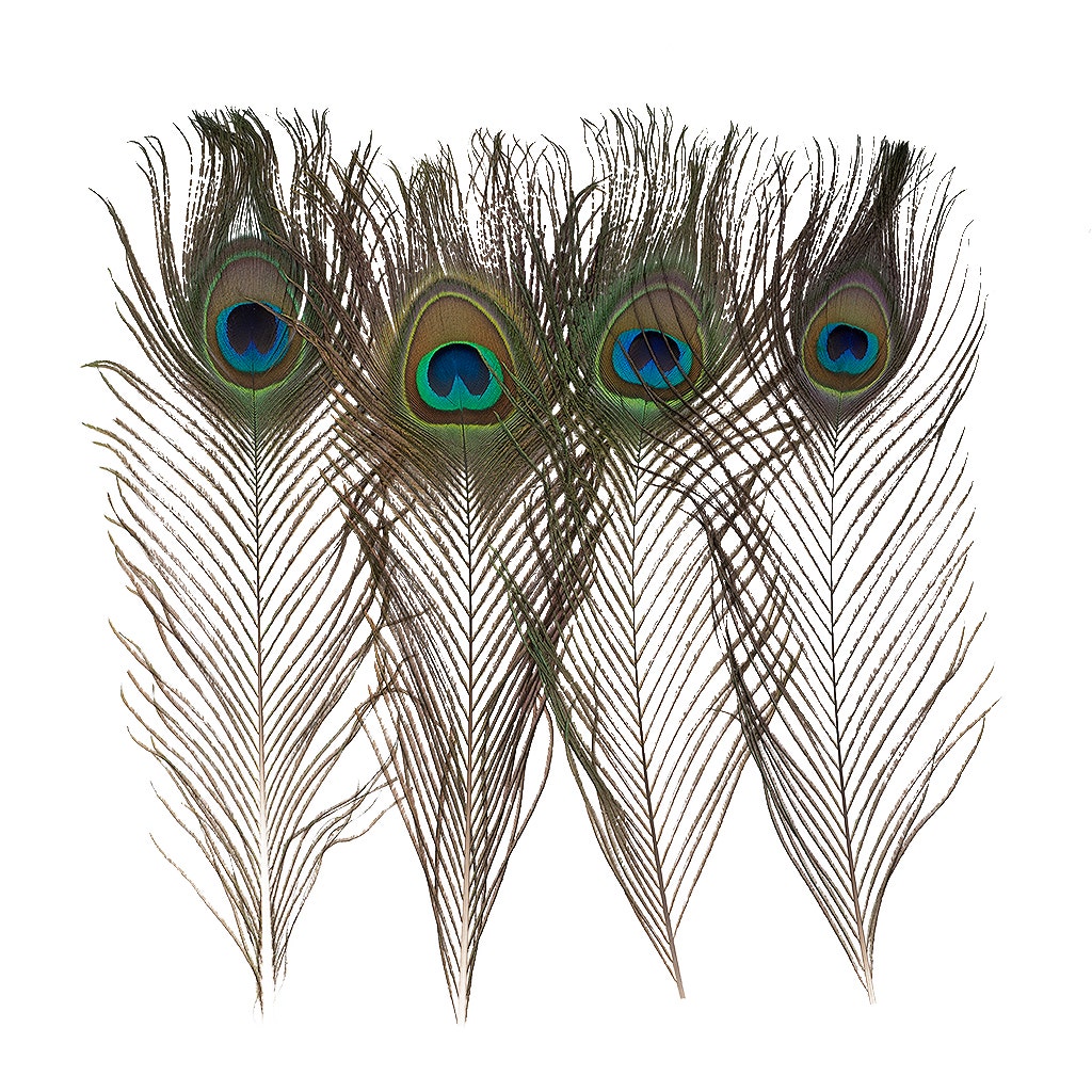 Peacock Feather Eyes Natural - 8-15"- 25pcs