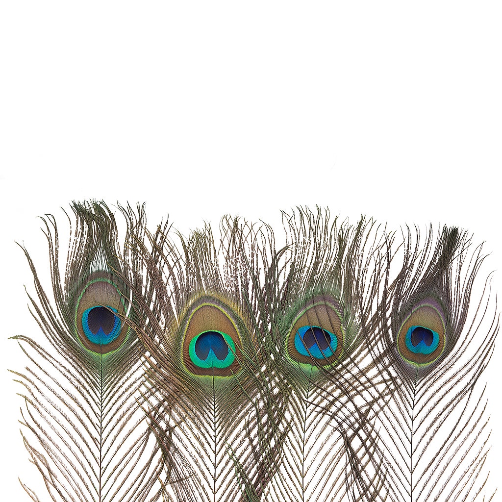 Peacock Feather Eyes Natural - 8-15"- 25pcs