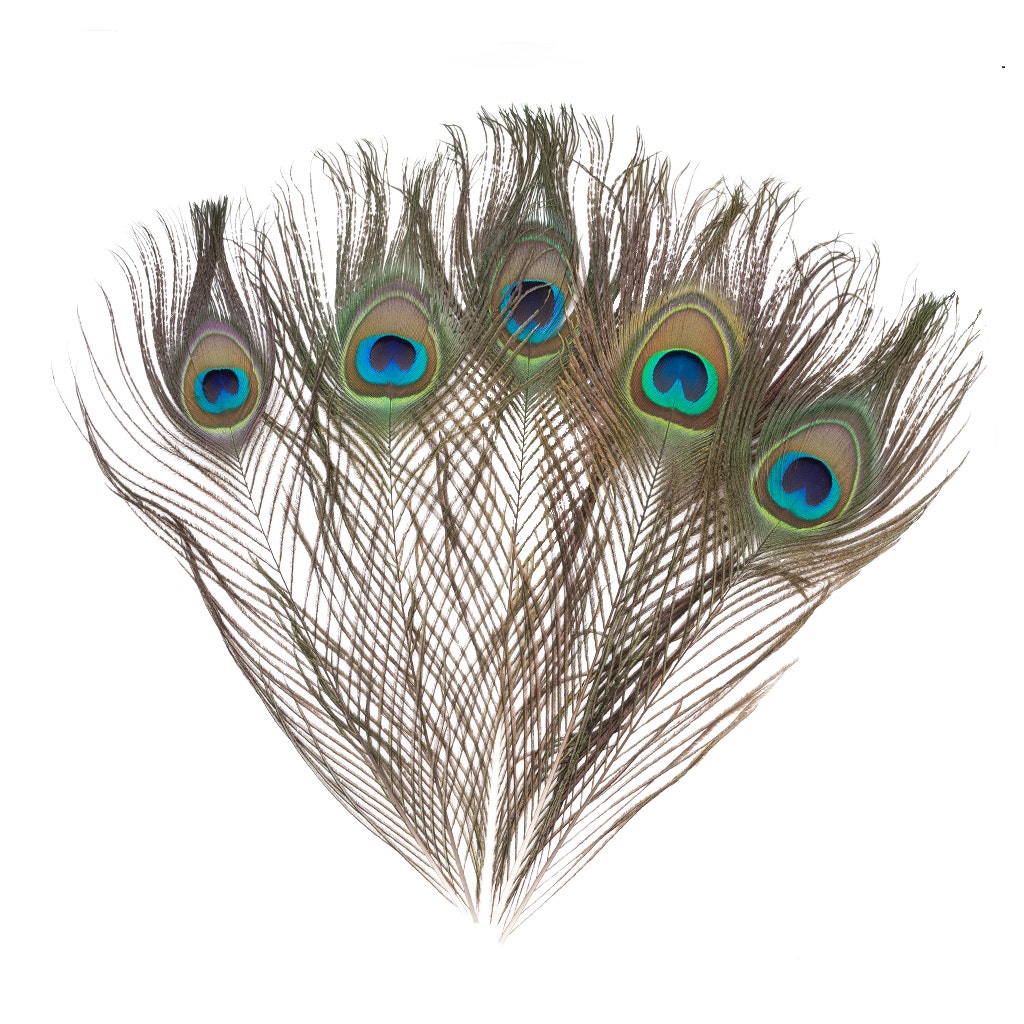 Peacock Feather Eyes Natural - 8-15"- 25pcs
