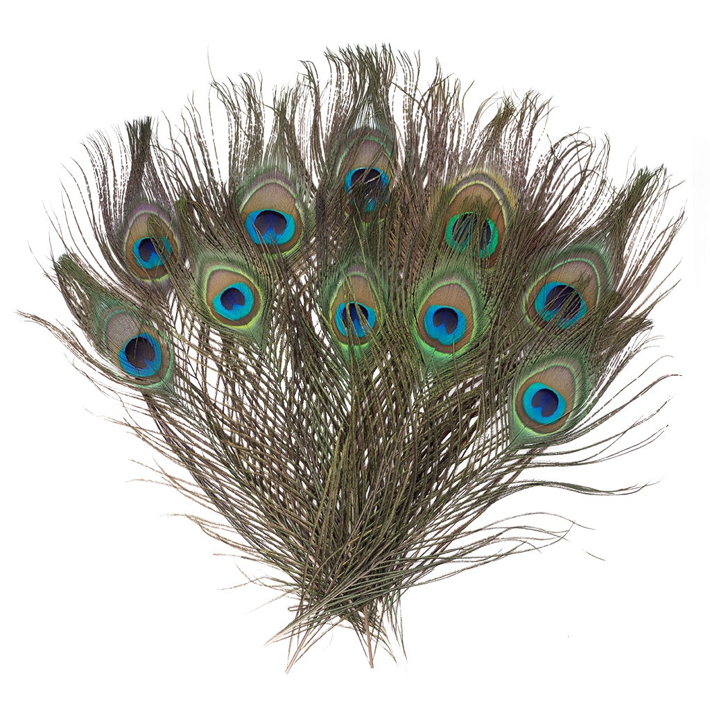 Peacock Feather Eyes Natural - 8-15"- 25pcs