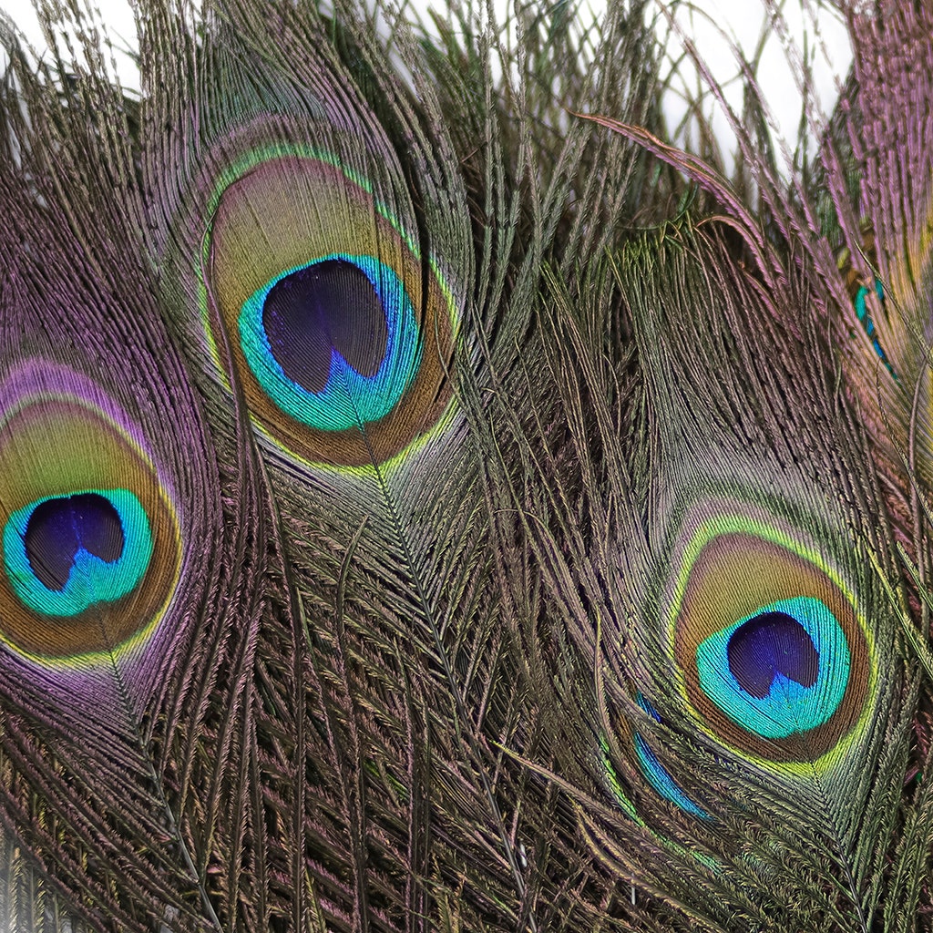 Peacock Feather Eyes Natural - 8-15"- 25pcs