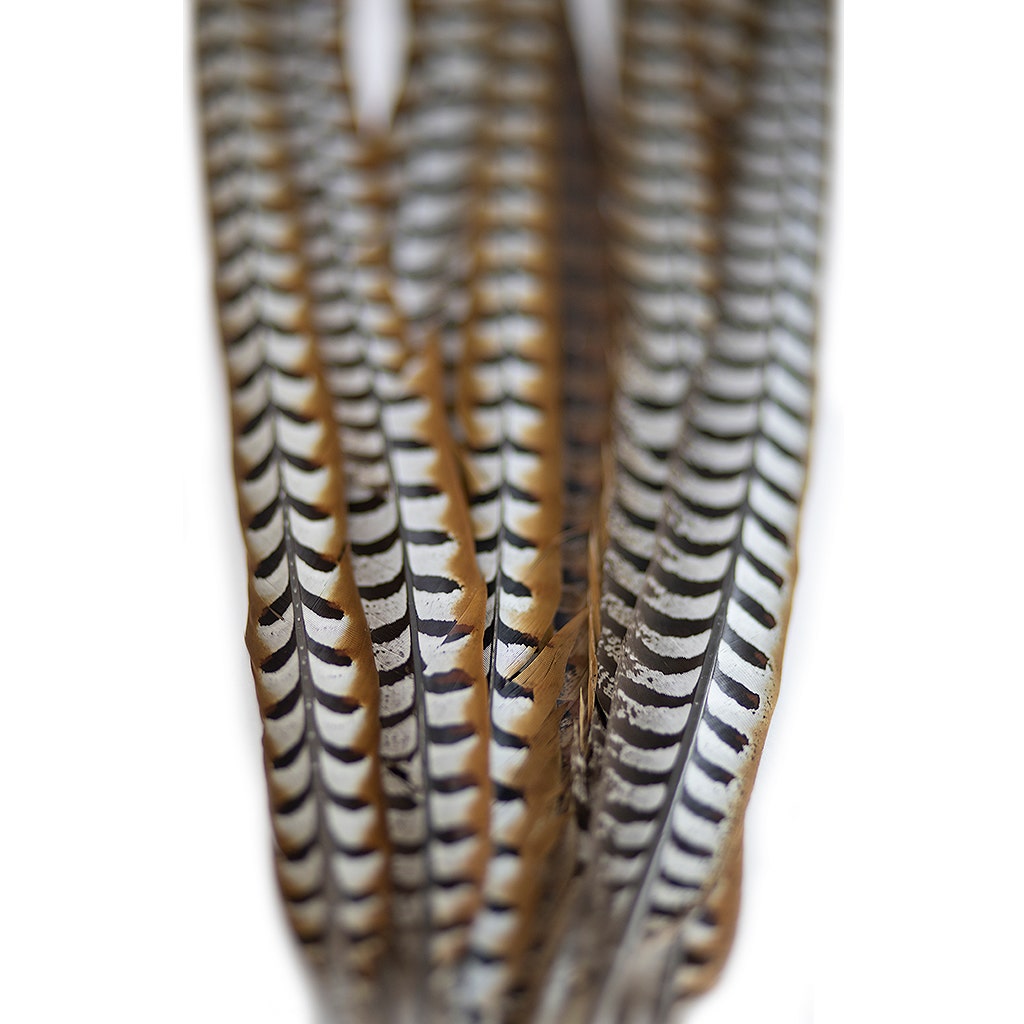 Venery Pheasant Tails - Natural - 30 - 40"