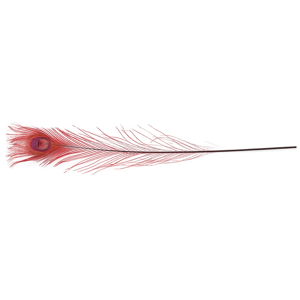 Peacock Eyes Bleached/Dyed - Burgundy - 30-40" - 10 pc