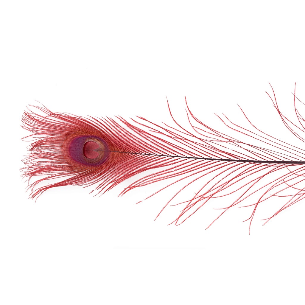 Peacock Eyes Bleached/Dyed - Burgundy - 30-40" - 10 pc