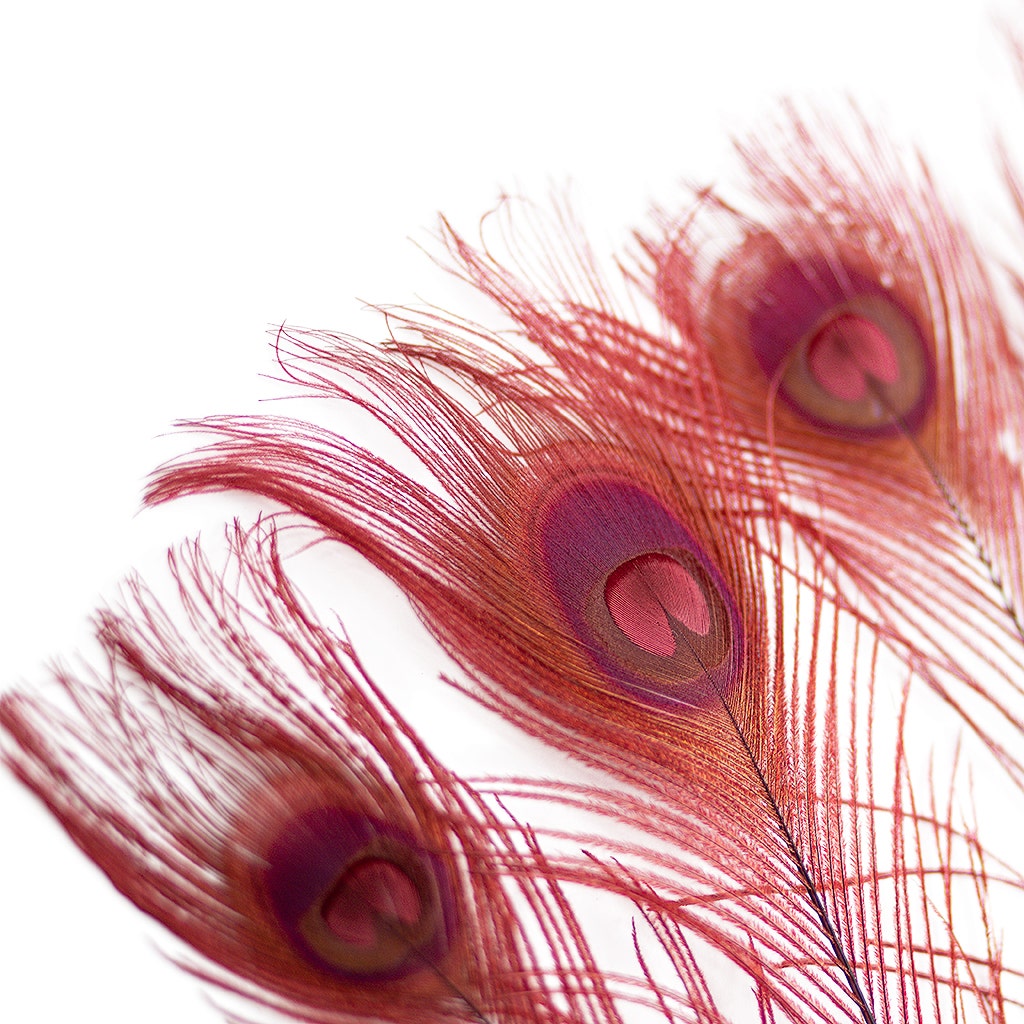Peacock Eyes Bleached/Dyed - Burgundy - 30-40" - 10 pc