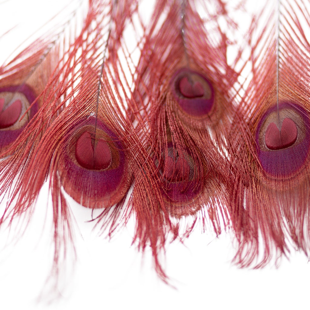 Peacock Eyes Bleached/Dyed - Burgundy - 30-40" - 10 pc