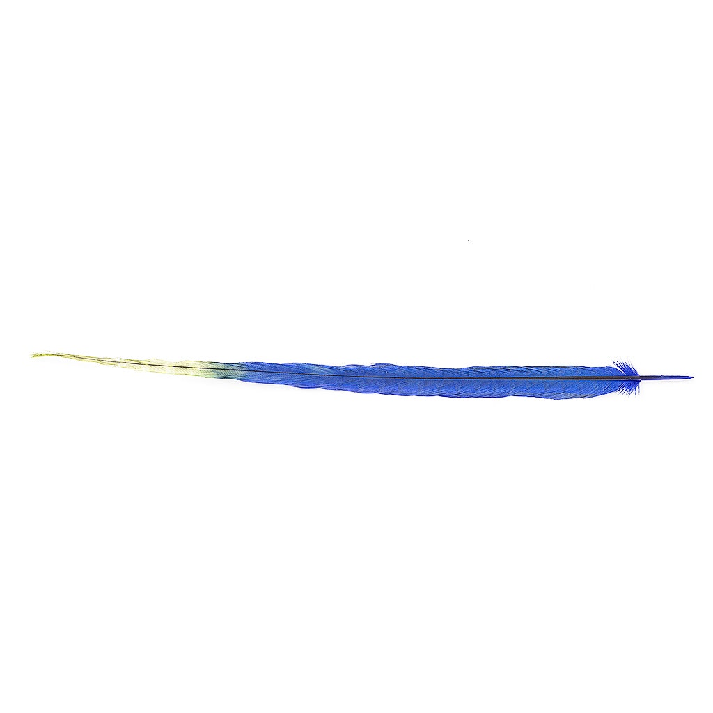 Ringneck Pheasant Tails Bleached/Dyed & Tipped Royal Blue / Lime Green - 20-24 Inch - 5 PCS