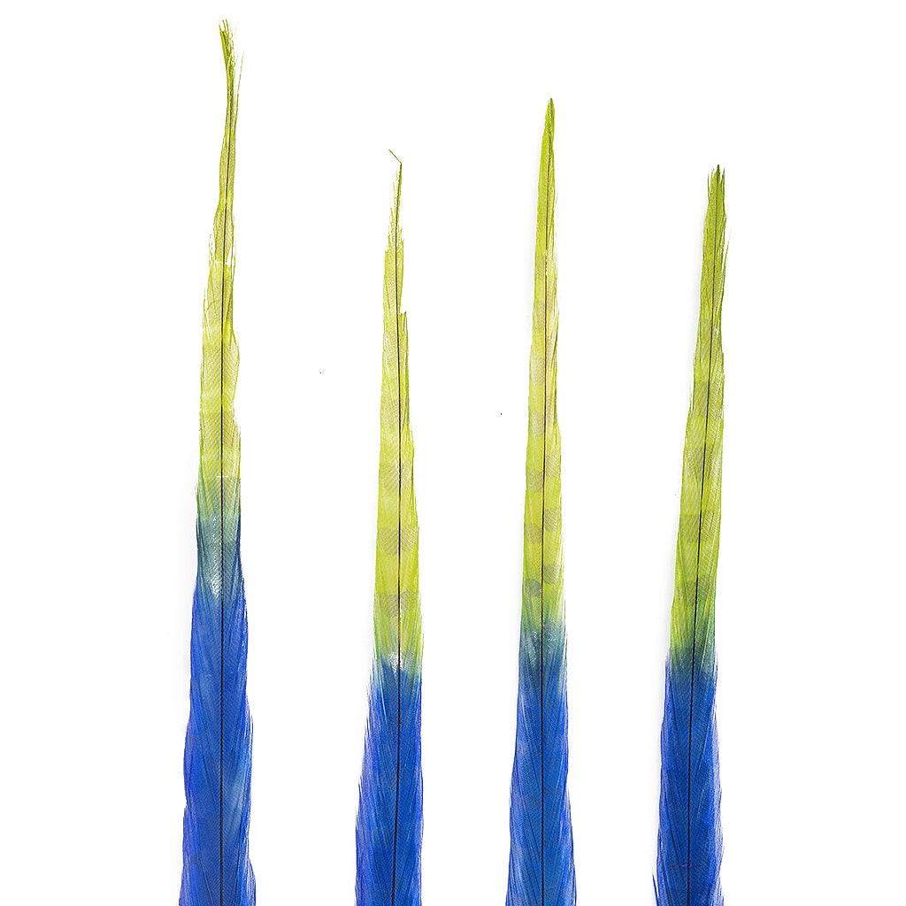 Ringneck Pheasant Tails Bleached/Dyed & Tipped Royal Blue / Lime Green - 20-24 Inch - 5 PCS