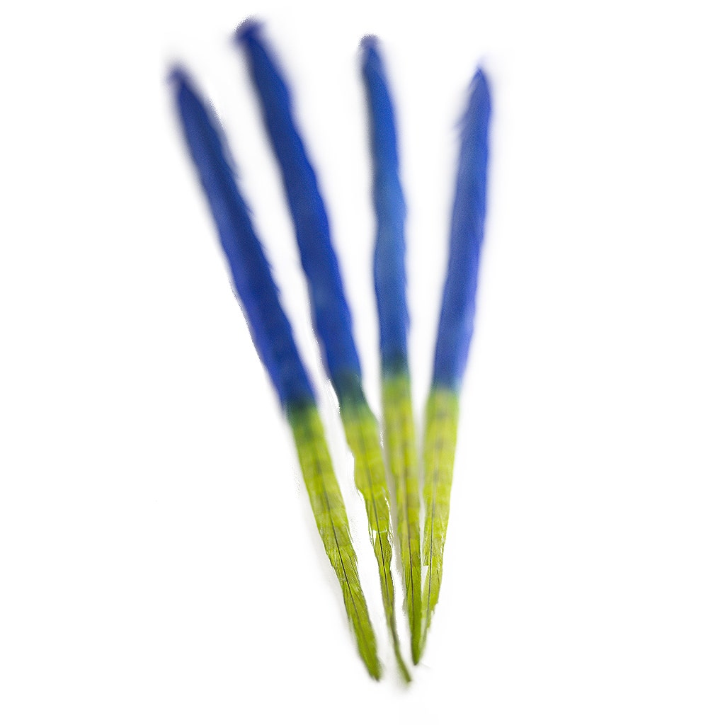 Ringneck Pheasant Tails Bleached/Dyed & Tipped Royal Blue / Lime Green - 20-24 Inch - 5 PCS
