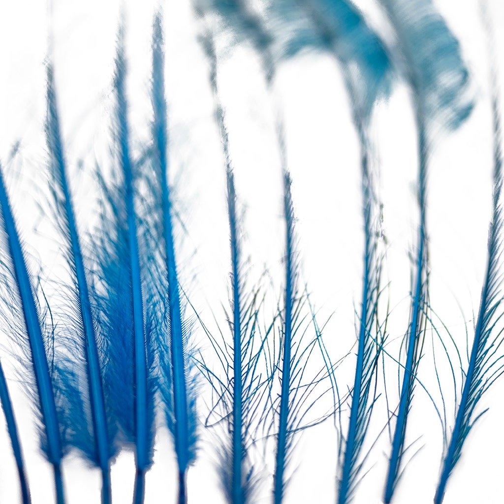 Peacock Swords Bleached/Dyed - Dark Turquoise