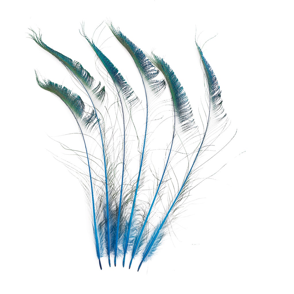 Peacock Sword 15-25" Stem Dyed 10 pc/pkg - Dark Turquoise