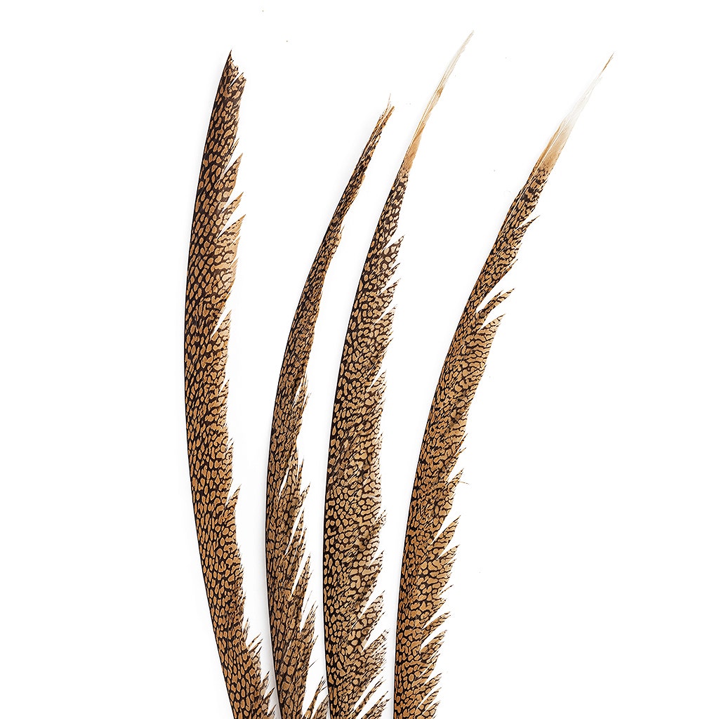 Natural Golden Pheasant Tail Center Feathers, 20 inches & up, 100 pieces, 1st Quality Feathers