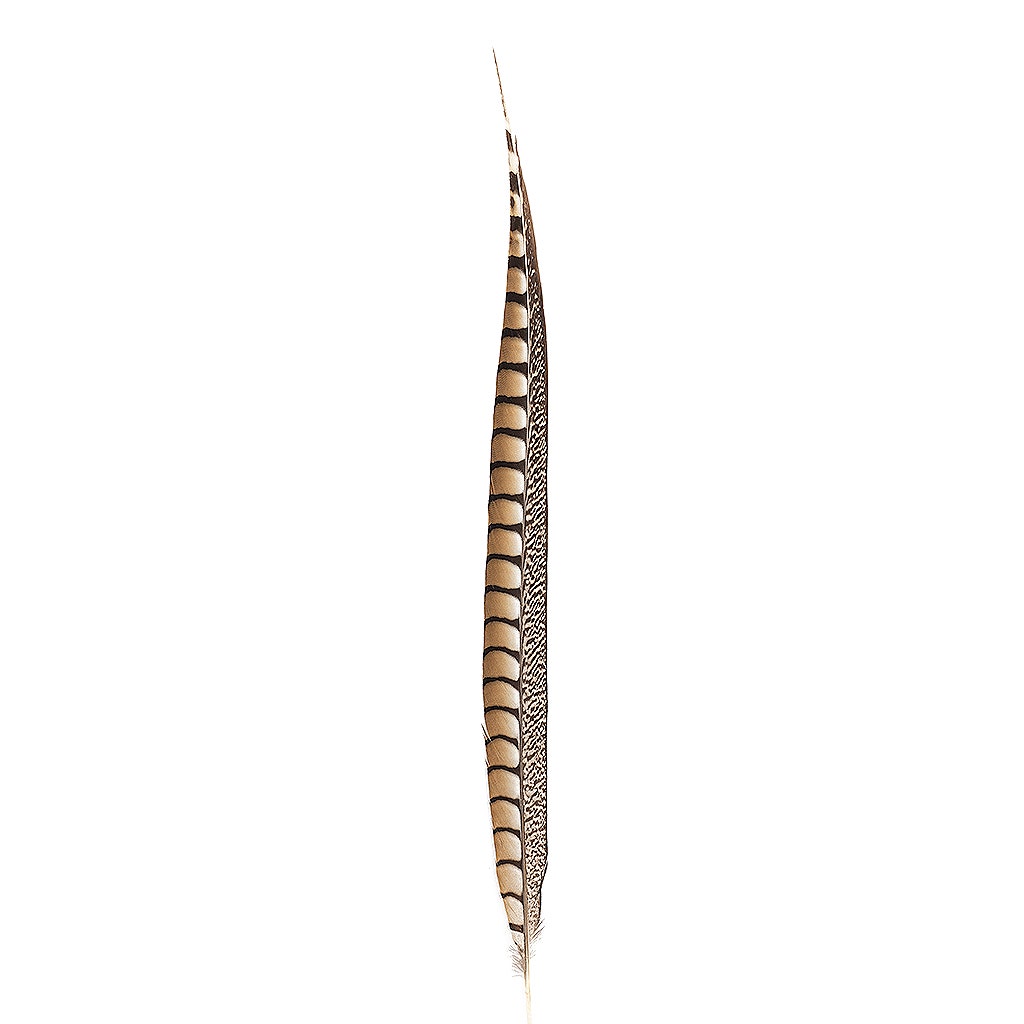 Lady Amherst Pheasant Tails - Natural - 20 - 30"